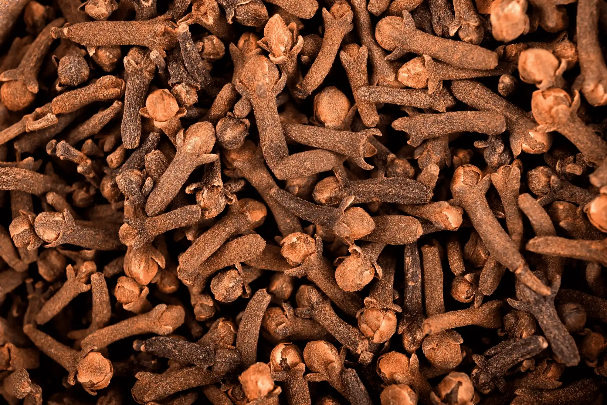 Clove-2